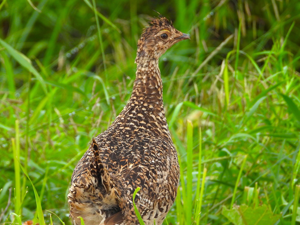 Sharp-tailed Grouse - ML621117199