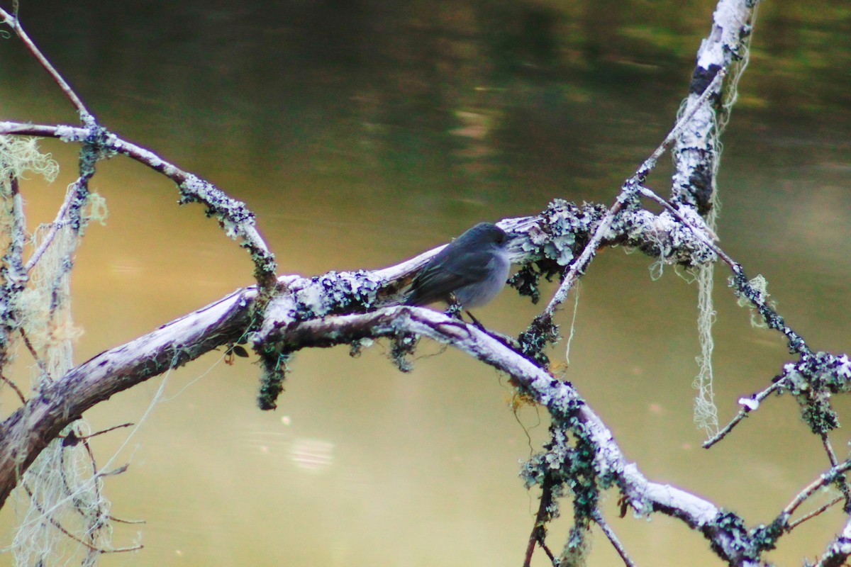 Sooty Tyrannulet - Felipe Souza