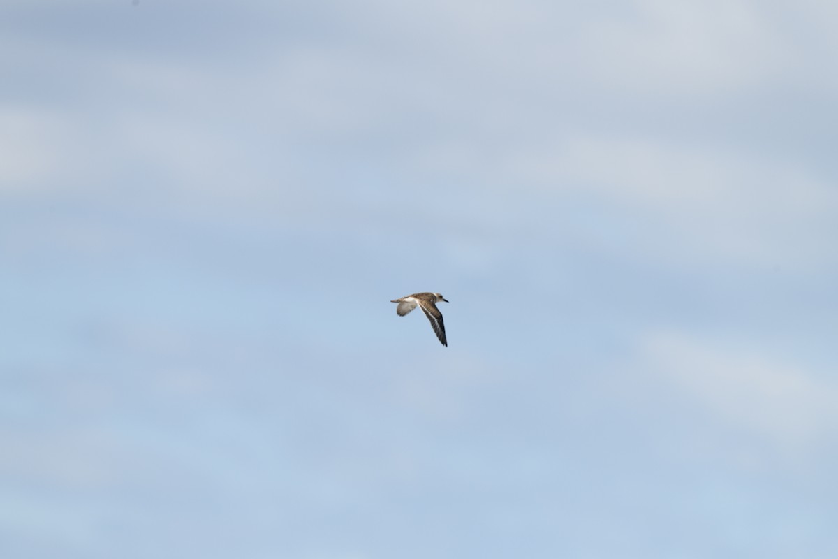 Wilson's Plover - ML621117226