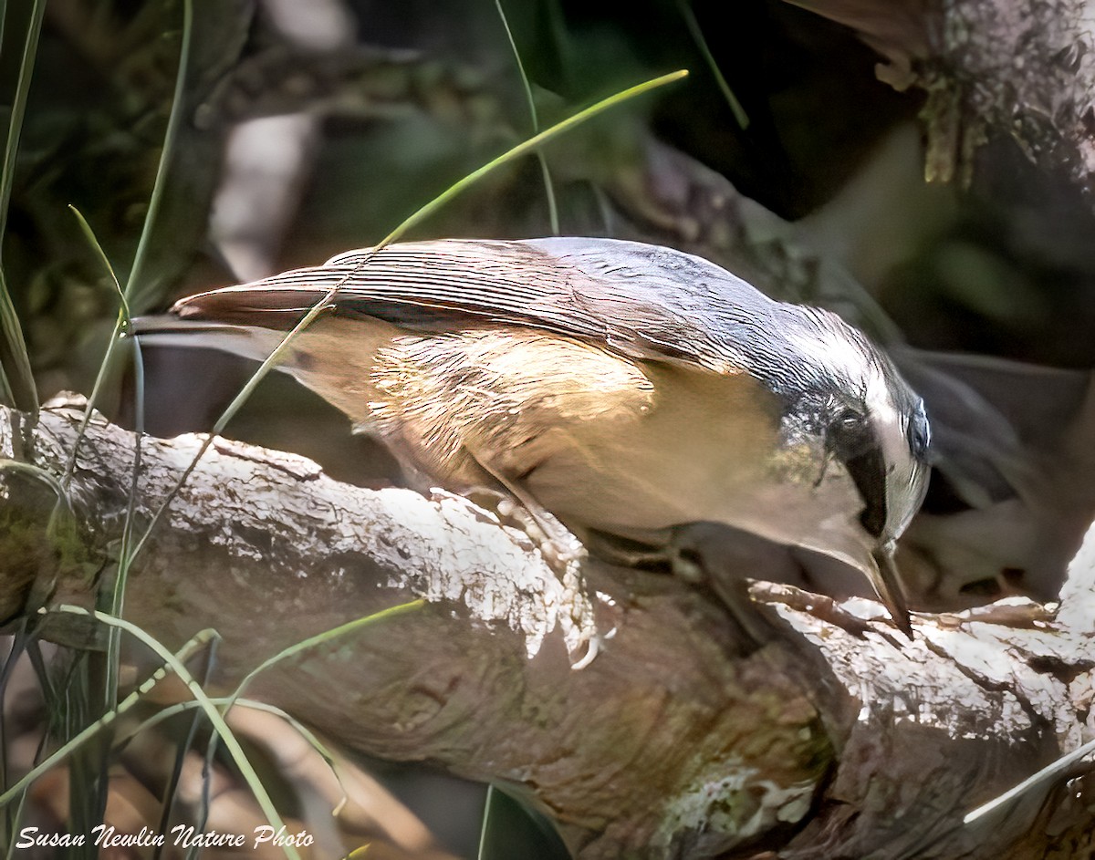 Red-breasted Nuthatch - ML621117237