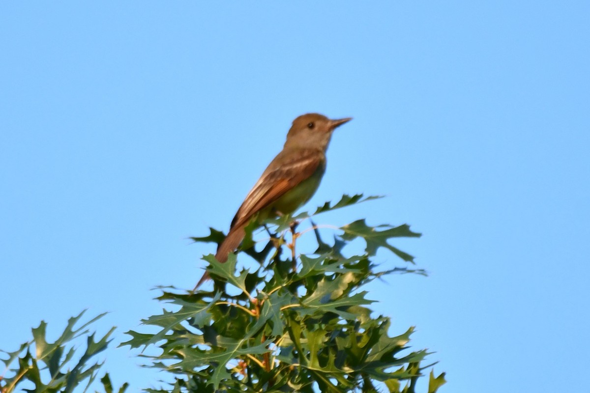 Great Crested Flycatcher - ML621117249