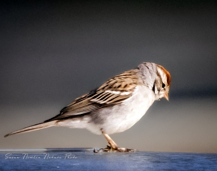 Chipping Sparrow - ML621117252