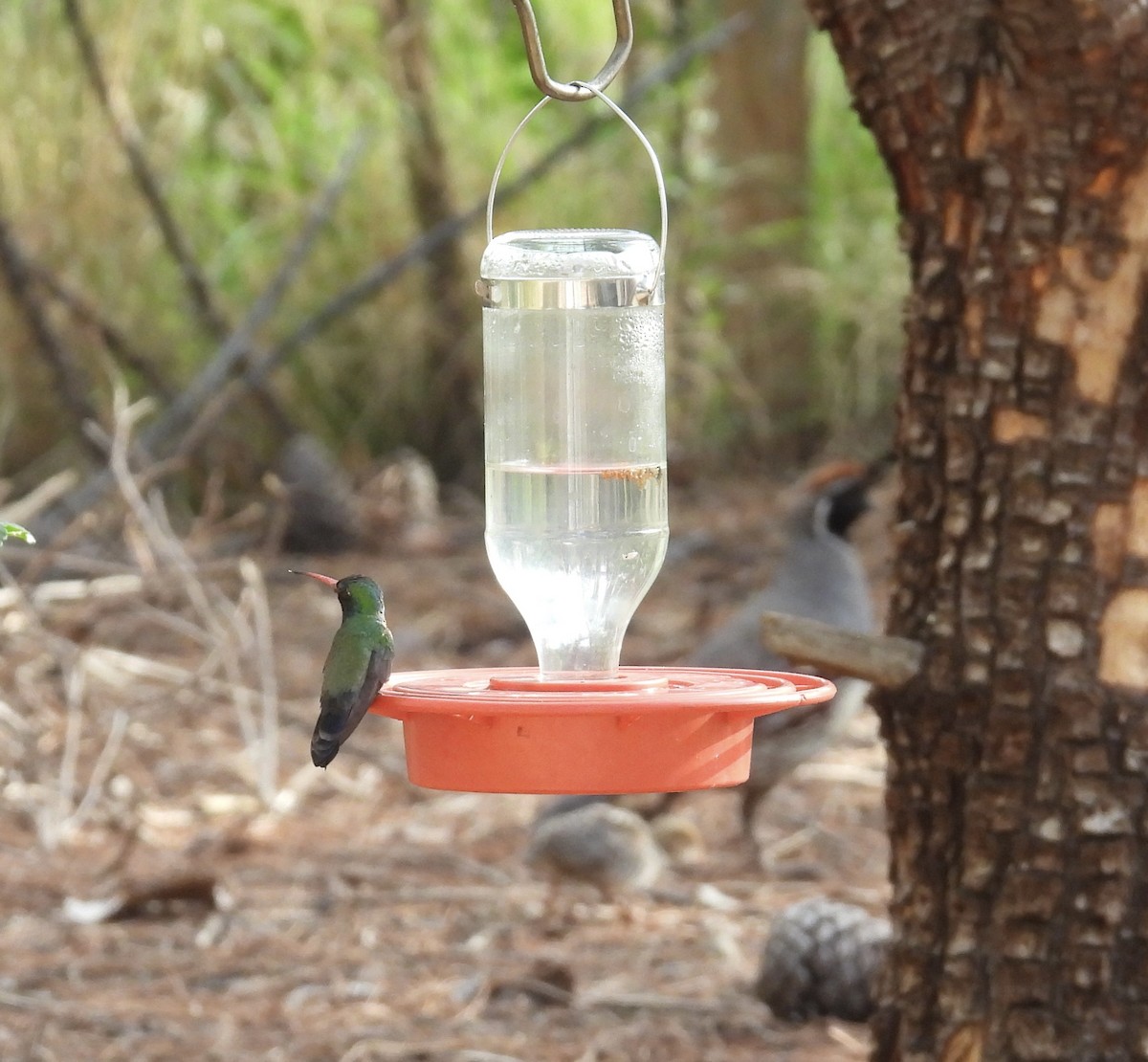 Broad-billed Hummingbird - ML621117253