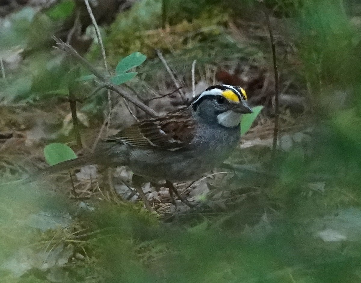 White-throated Sparrow - ML621117258