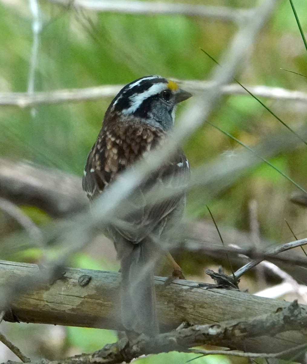 White-throated Sparrow - ML621117262