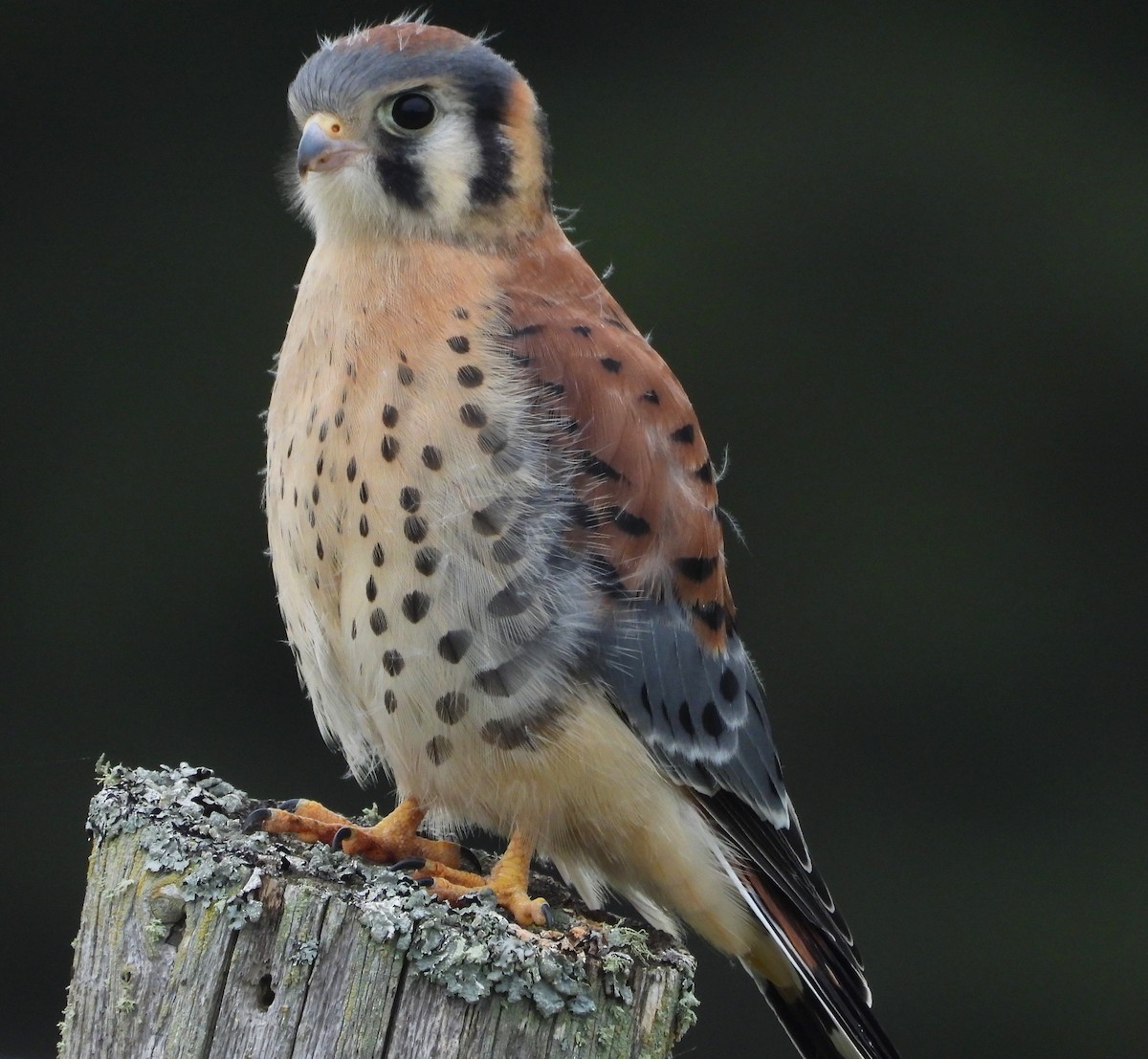 American Kestrel - ML621117269