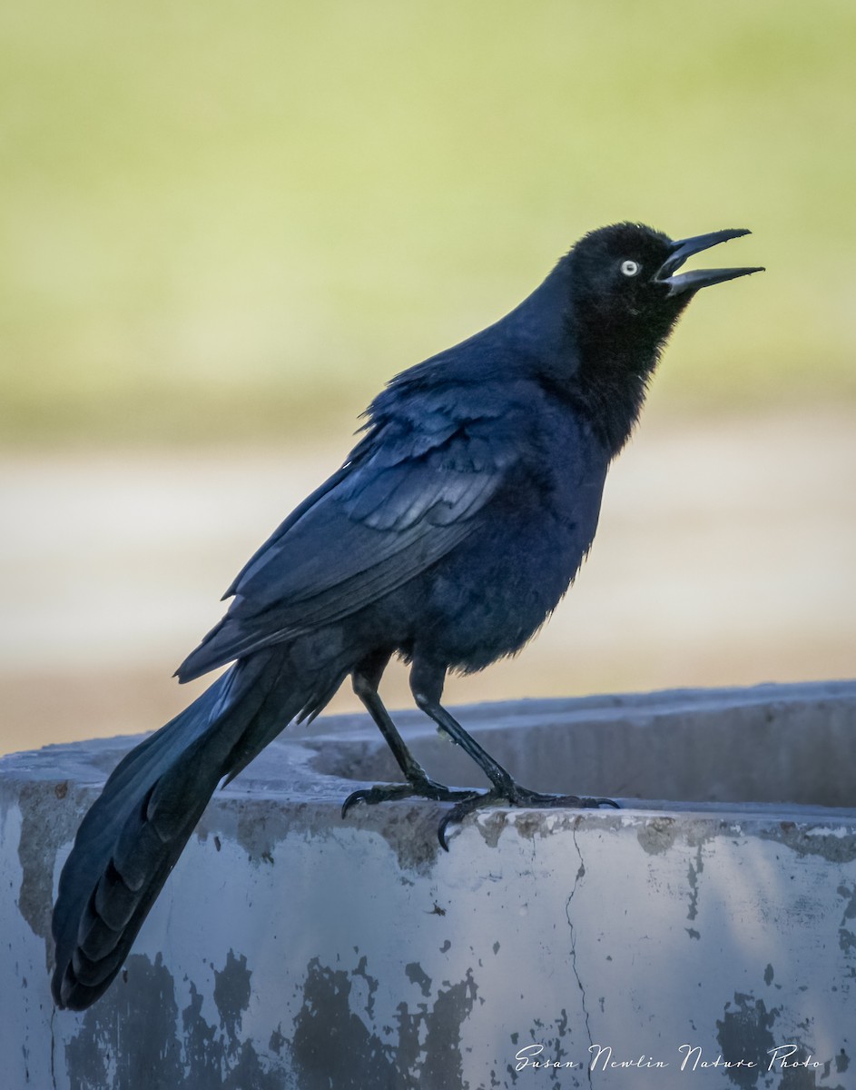 Great-tailed Grackle - ML621117272