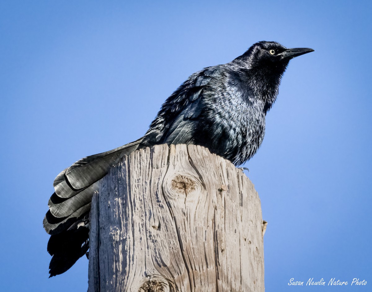 Great-tailed Grackle - ML621117276