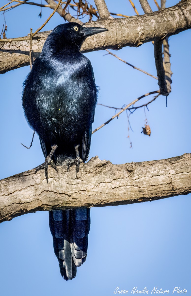 Great-tailed Grackle - ML621117278