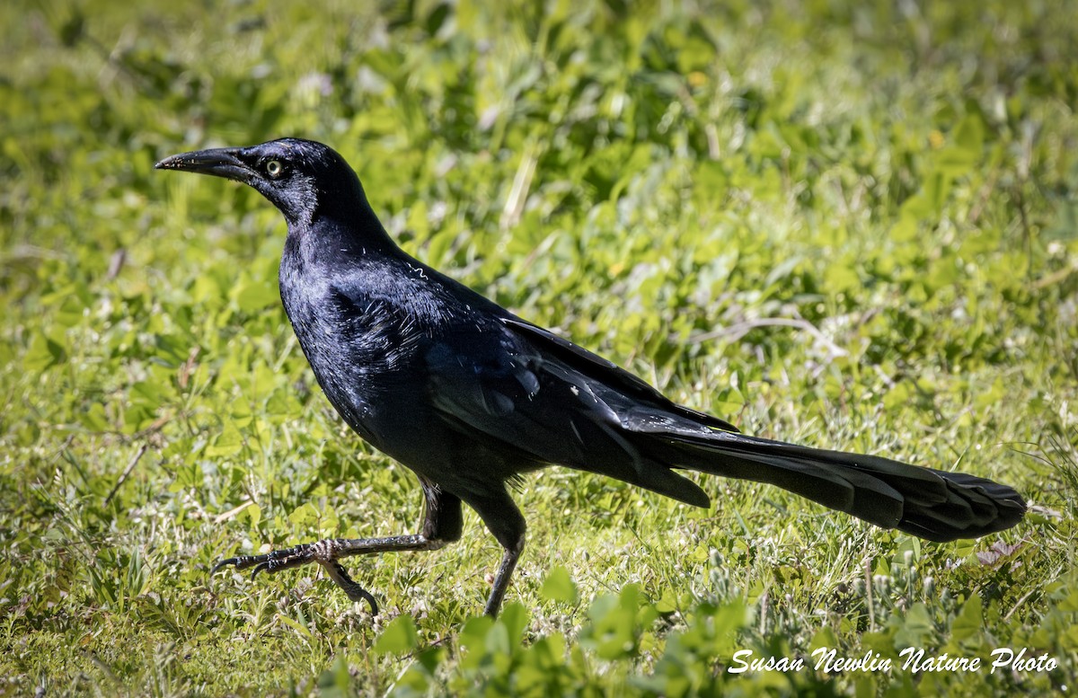 Great-tailed Grackle - ML621117280