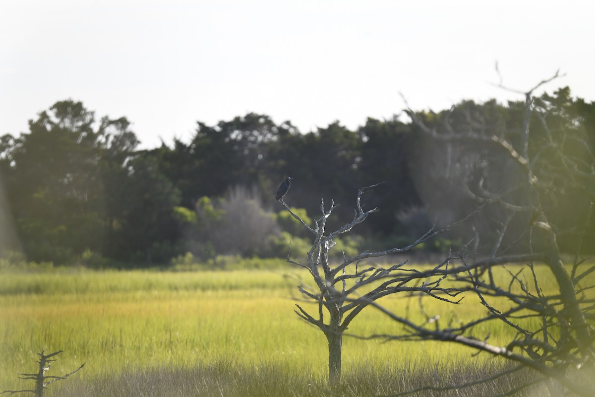 Little Blue Heron - ML621117304