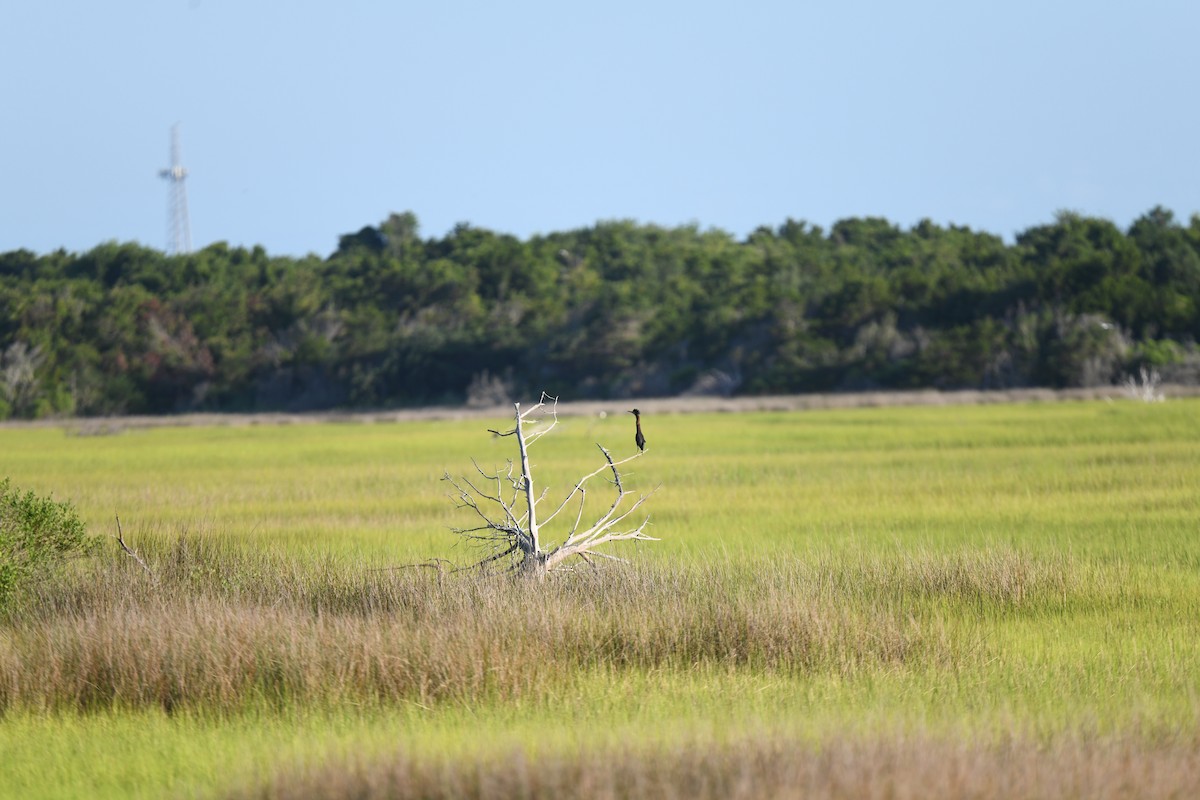 Green Heron - ML621117358