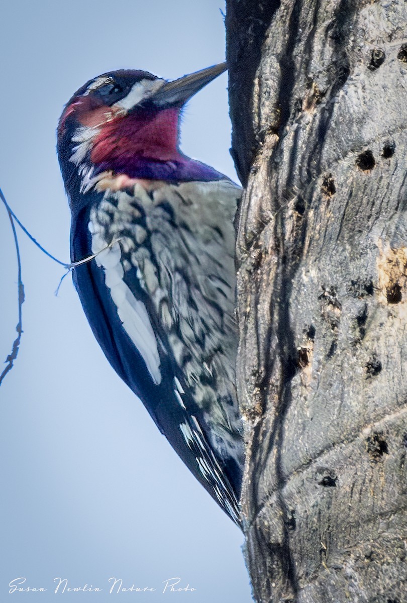 Red-breasted Sapsucker - ML621117418