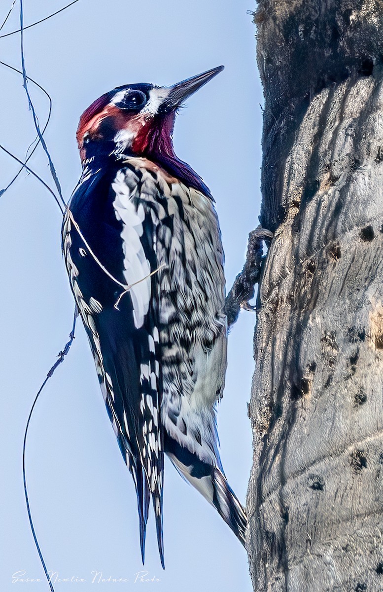 Red-breasted Sapsucker - ML621117419