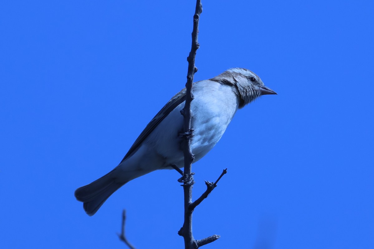 Yellow-throated Bush Sparrow - ML621117422