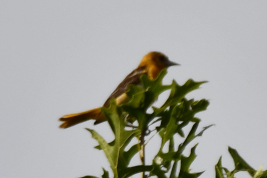 Orchard Oriole - ML621117430