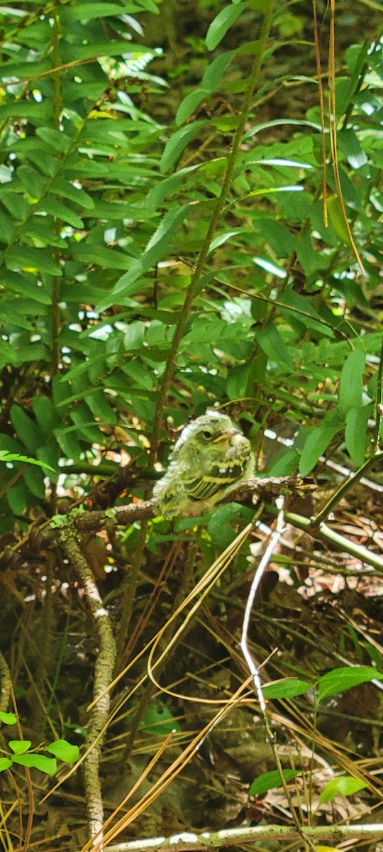 Acadian Flycatcher - ML621117435