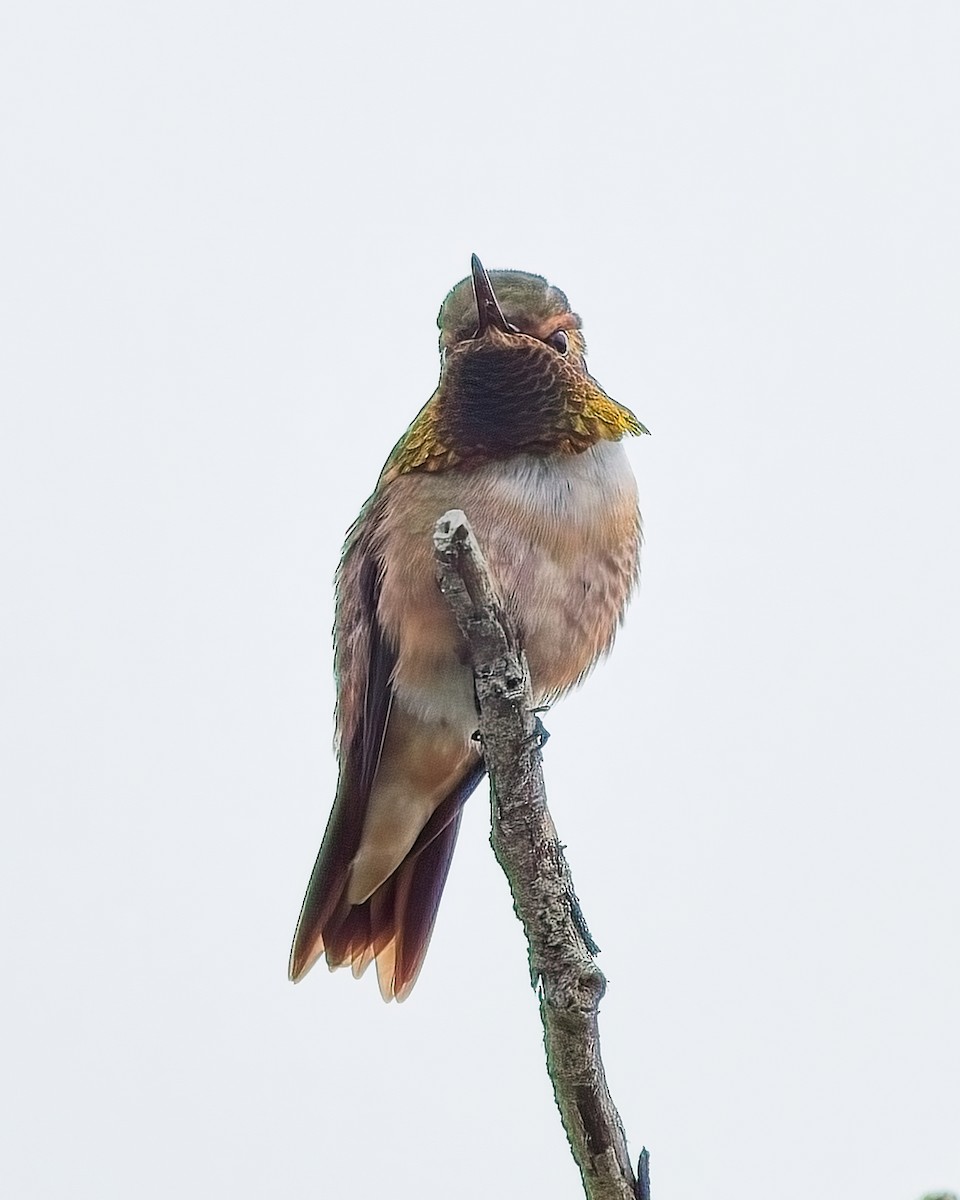 Rufous Hummingbird - ML621117443