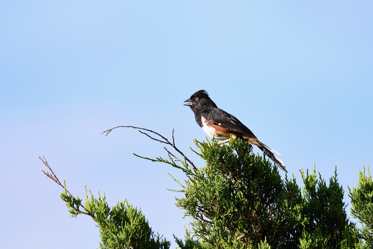 Eastern Towhee - ML621117459