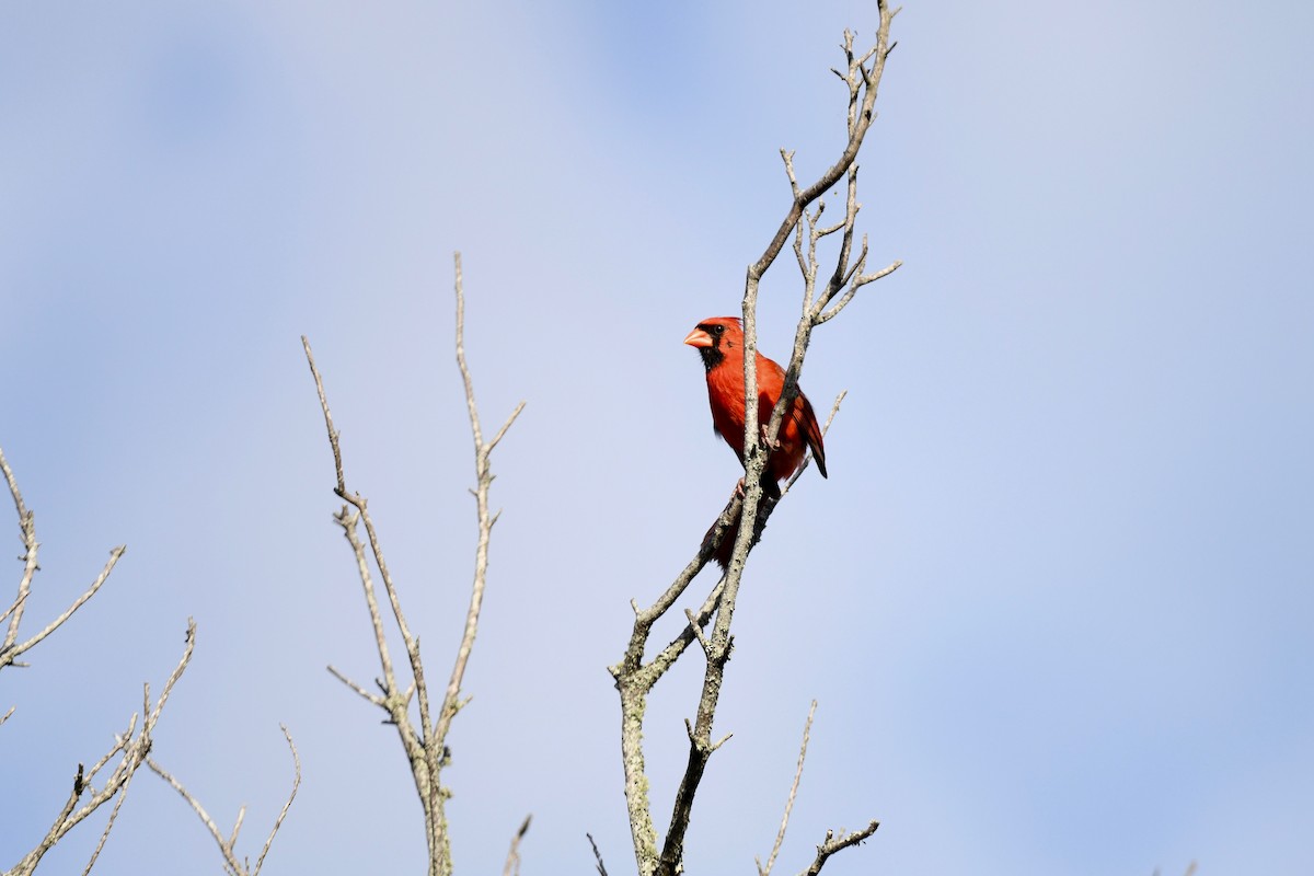 Northern Cardinal - ML621117478