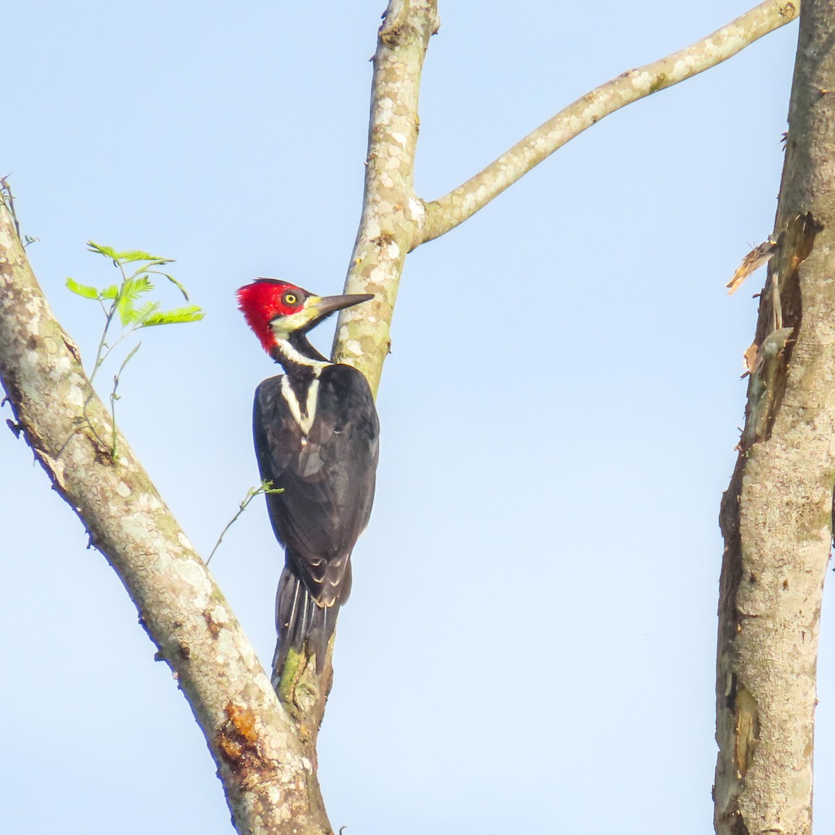 Crimson-crested Woodpecker - ML621117487