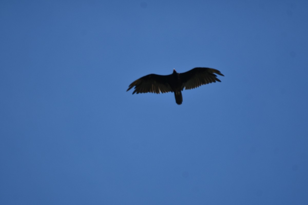 Turkey Vulture - ML621117494