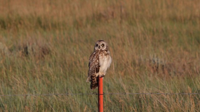 Short-eared Owl - ML621117506