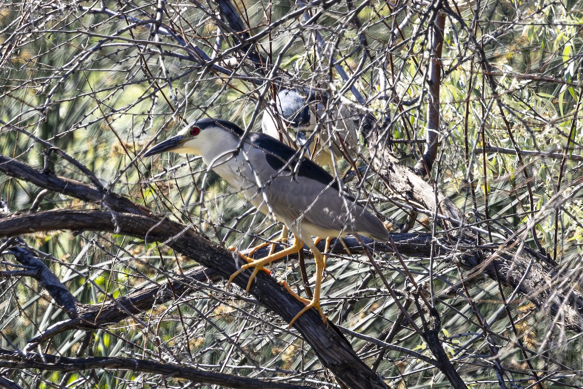 Black-crowned Night Heron - ML621117509