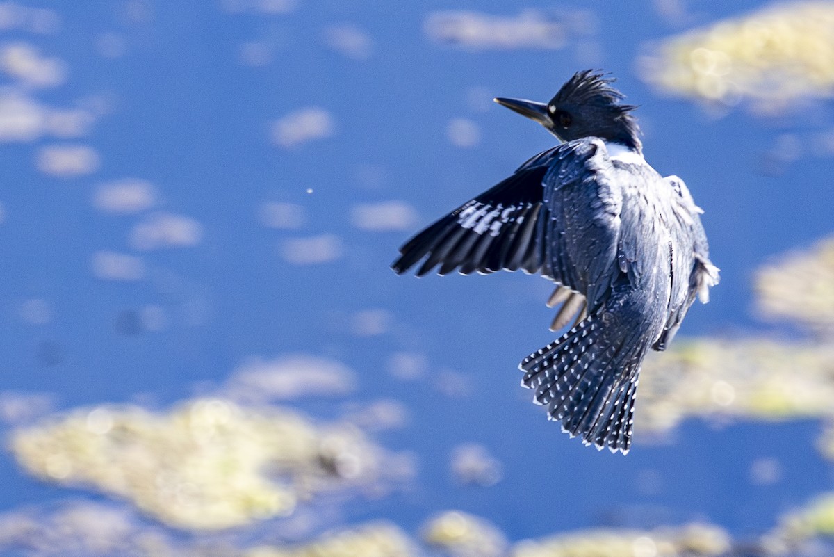 Belted Kingfisher - ML621117513