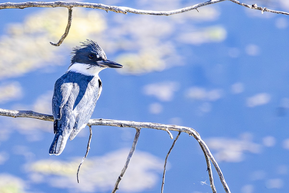 Belted Kingfisher - ML621117514