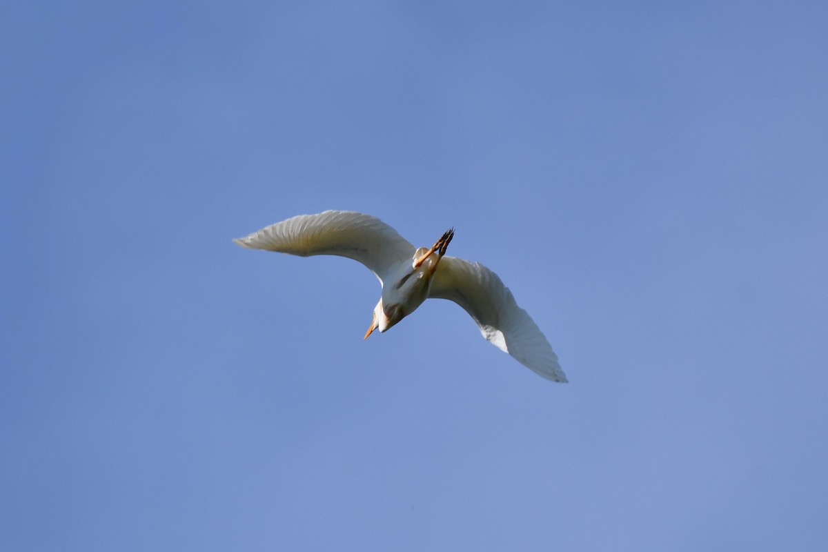 Чапля єгипетська (підвид ibis) - ML621117527