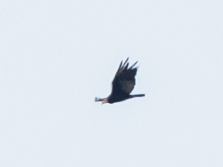 Greater Yellow-headed Vulture - ML621117534