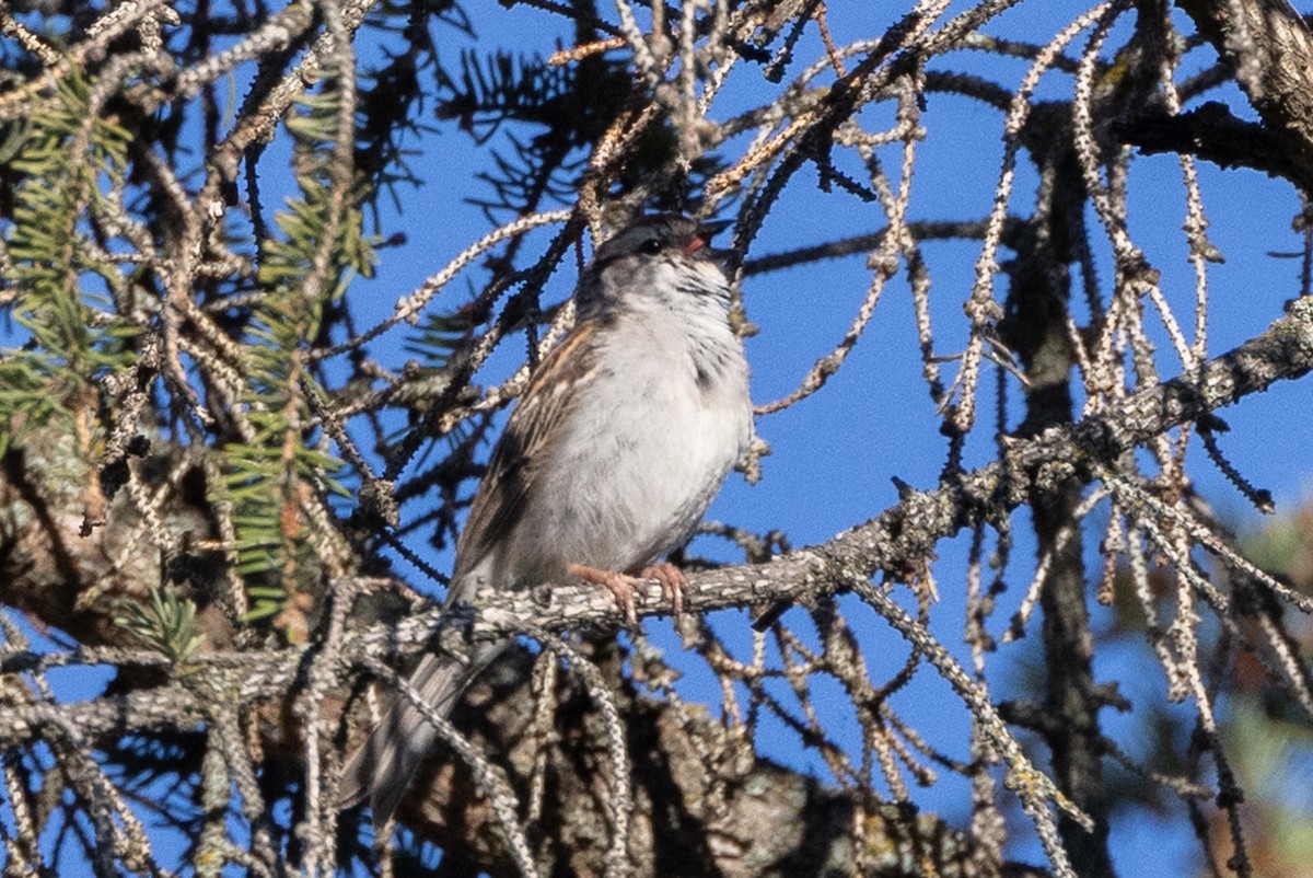 Chipping Sparrow - ML621117572