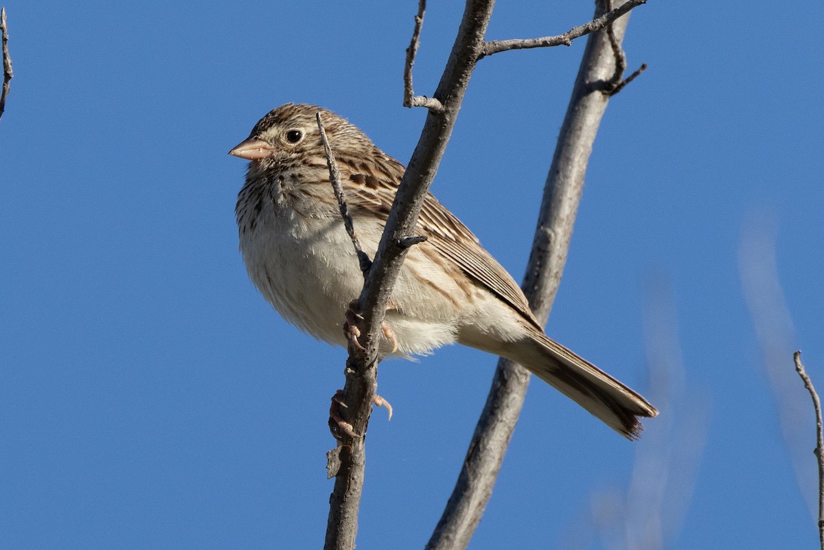 Vesper Sparrow - ML621117587