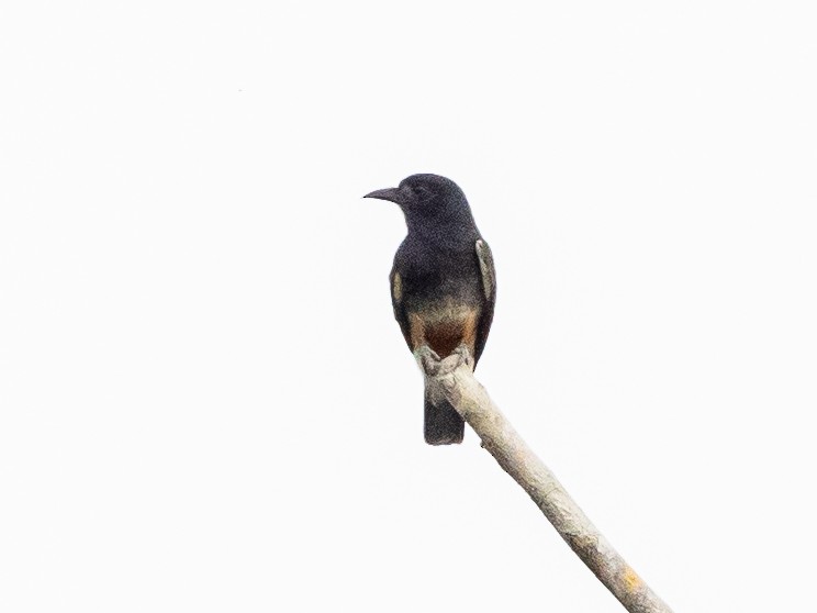 Swallow-winged Puffbird - ML621117616
