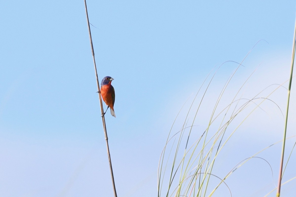 Painted Bunting - ML621117644