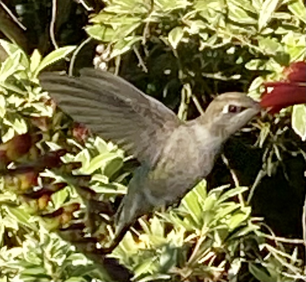 Anna's Hummingbird - ML621117649
