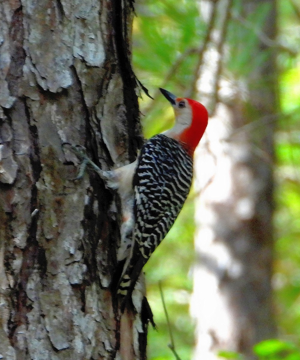 Red-bellied Woodpecker - ML621117669