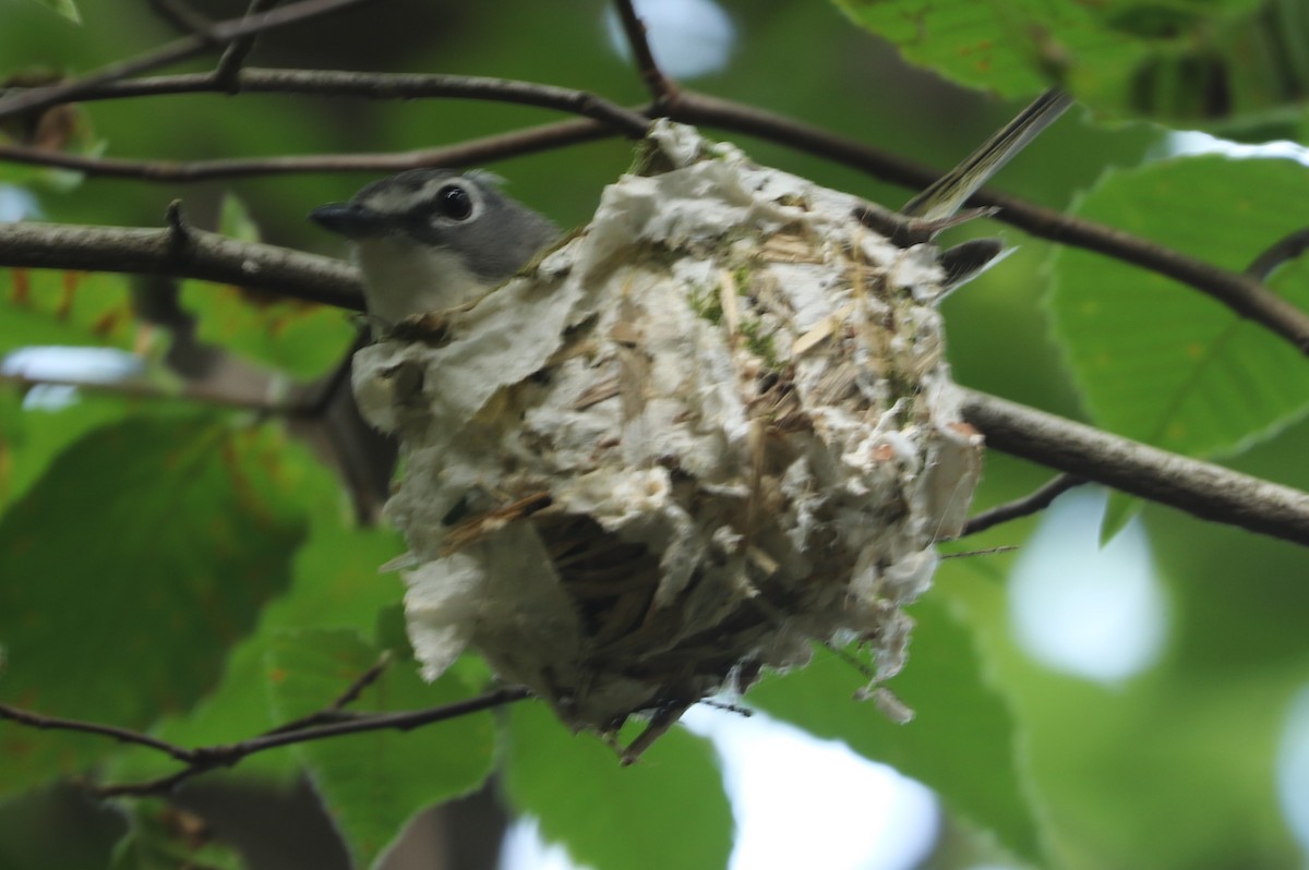 Blue-headed Vireo - ML621117672