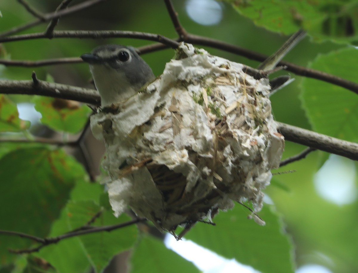 Blue-headed Vireo - ML621117673