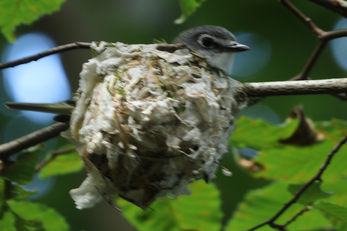Blue-headed Vireo - ML621117674