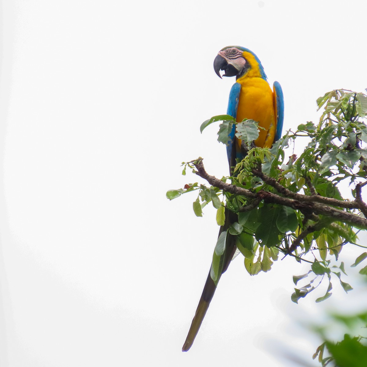 Blue-and-yellow Macaw - ML621117677