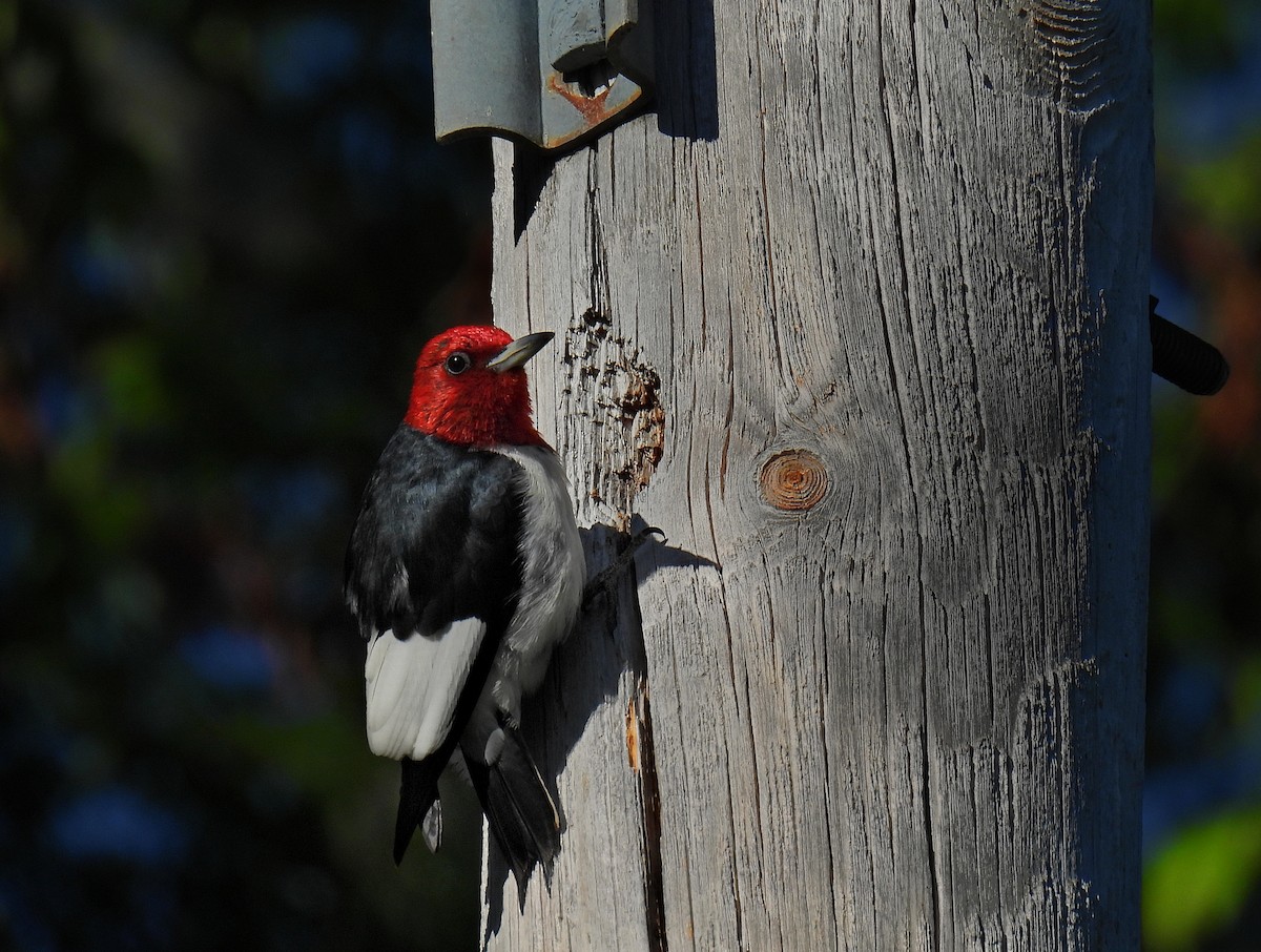 Red-headed Woodpecker - ML621117680
