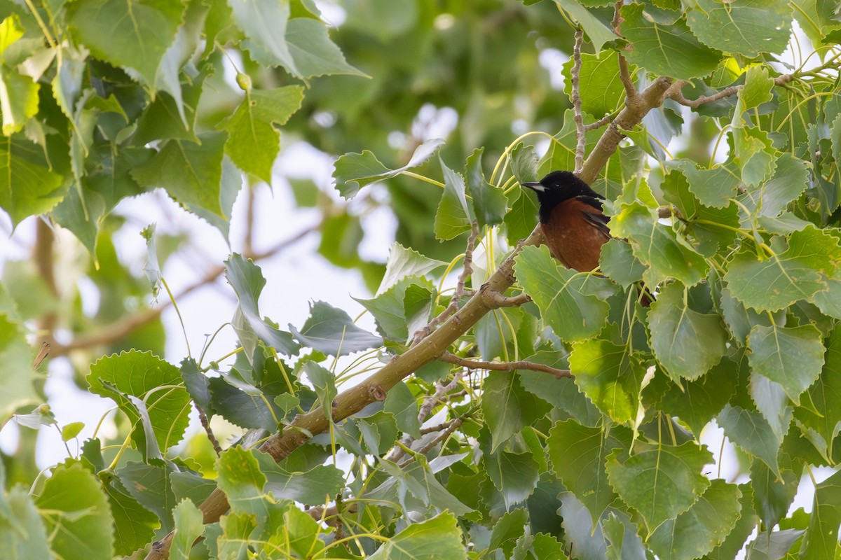 Orchard Oriole - ML621117705
