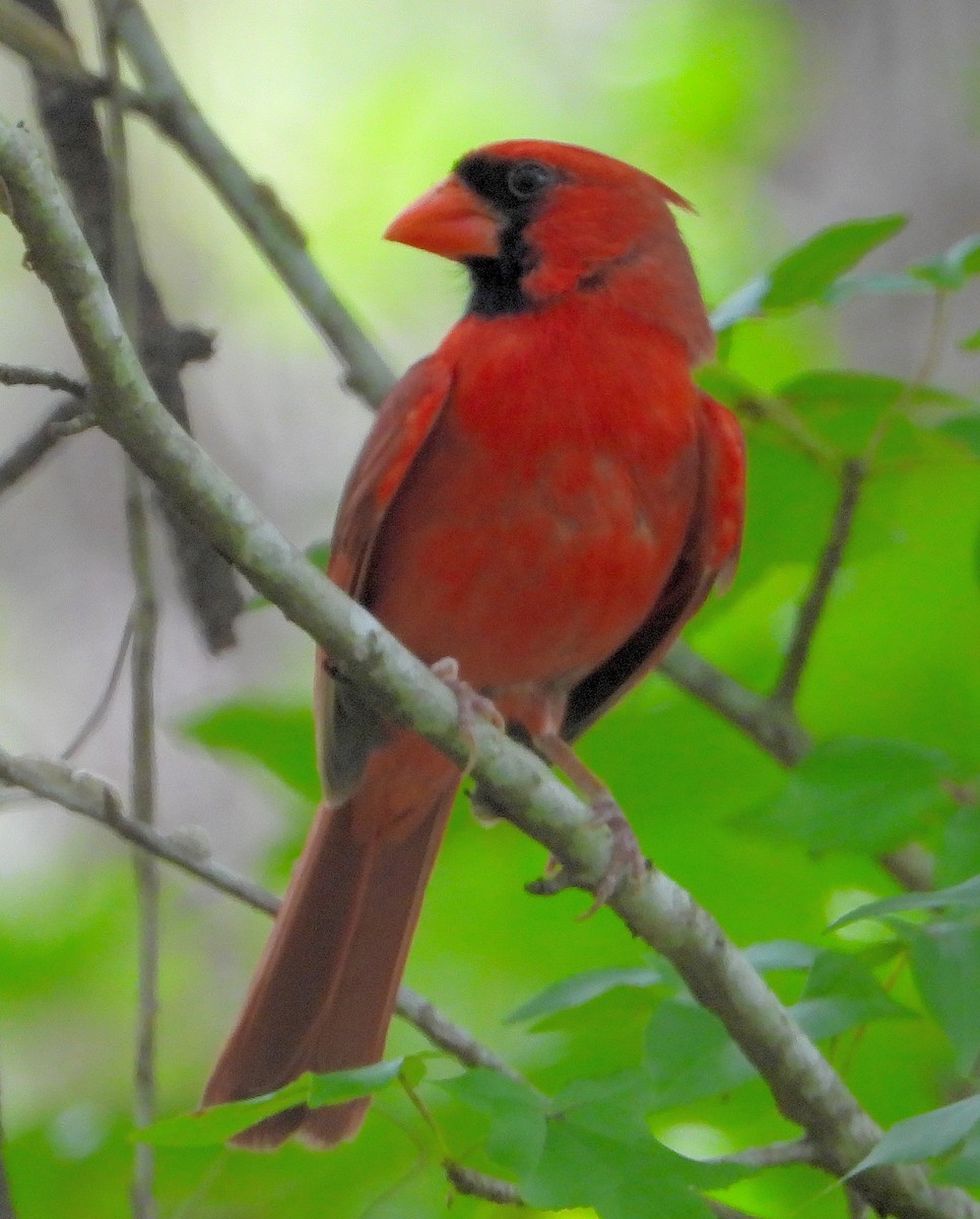 Cardinal rouge - ML621117729