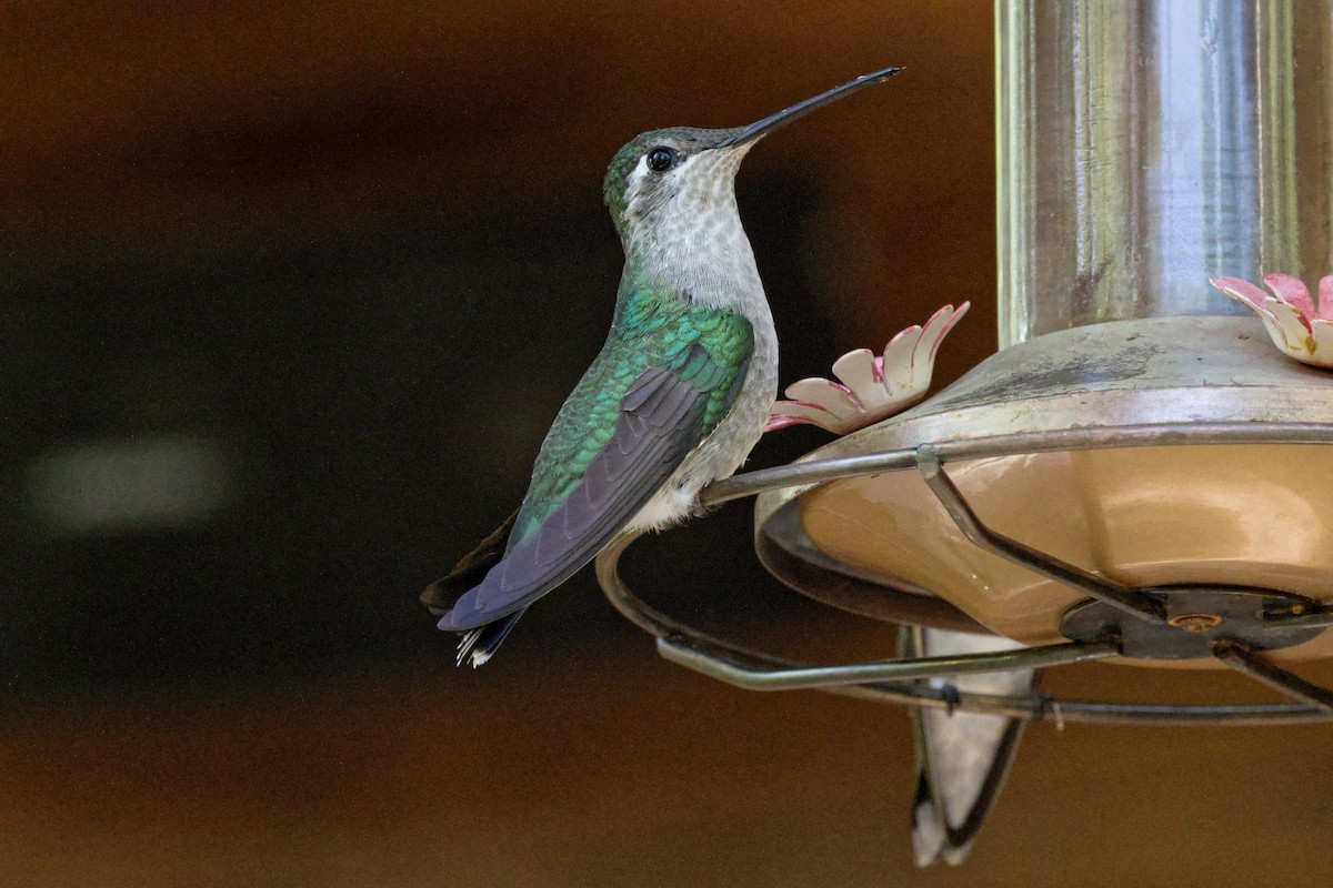 Rivoli's Hummingbird - ML621117734