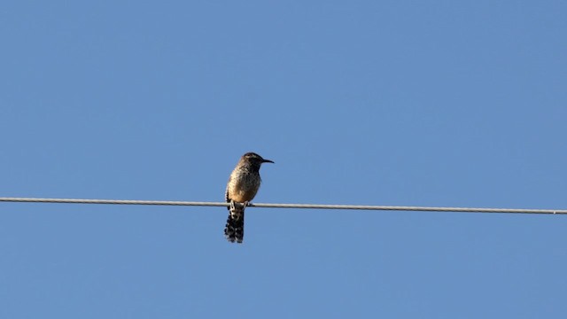 Cactus Wren - ML621117738