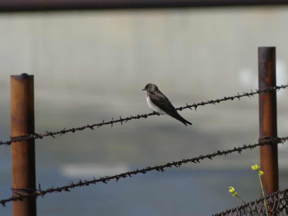 Northern Rough-winged Swallow - ML621117743