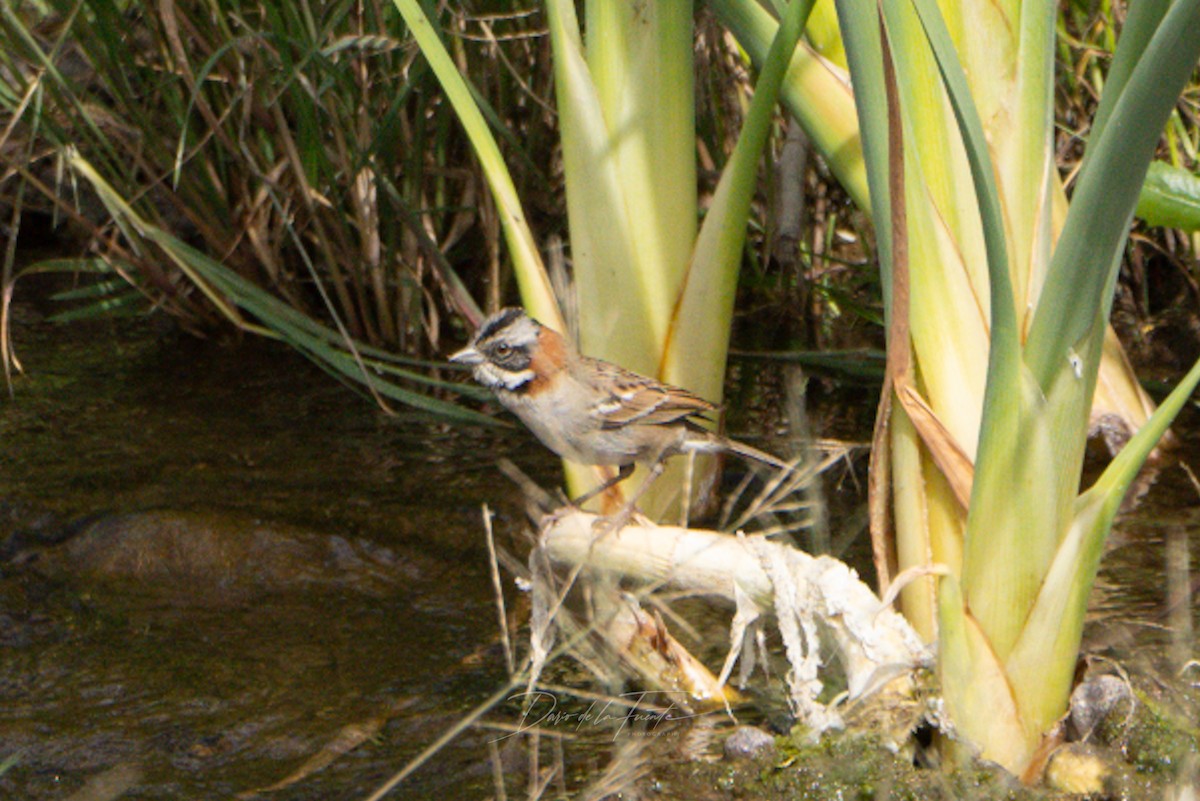 Rufous-collared Sparrow - ML621117747