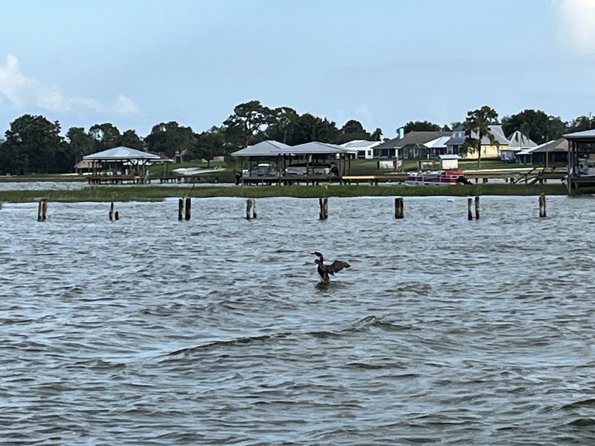 Common Loon - ML621117748